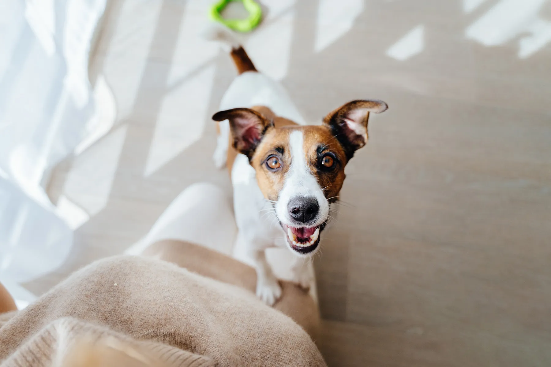 1800x1200 Excited Dog Other